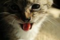 /album/veterina-kralupy/a296978-2463618674529-1000374309-n-jpg/